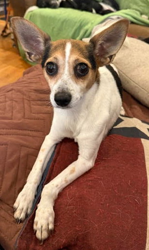 Mr. Peanut - No Salt Added!, Rat Terrier / Beagle / Mixed (short coat)