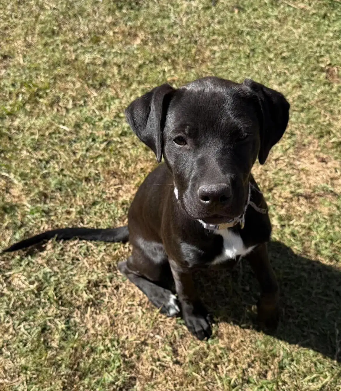 Cleo- Snuggly Baby - Labrador Retriever