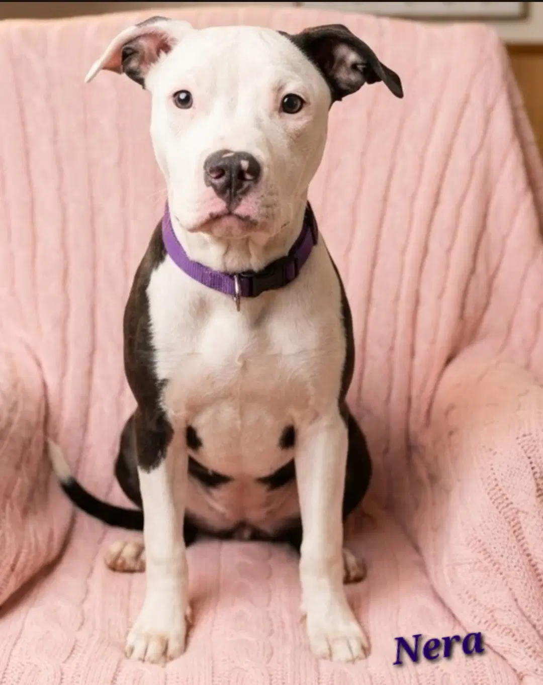 Nera- Sister To Nico - American Pit Bull Terrier