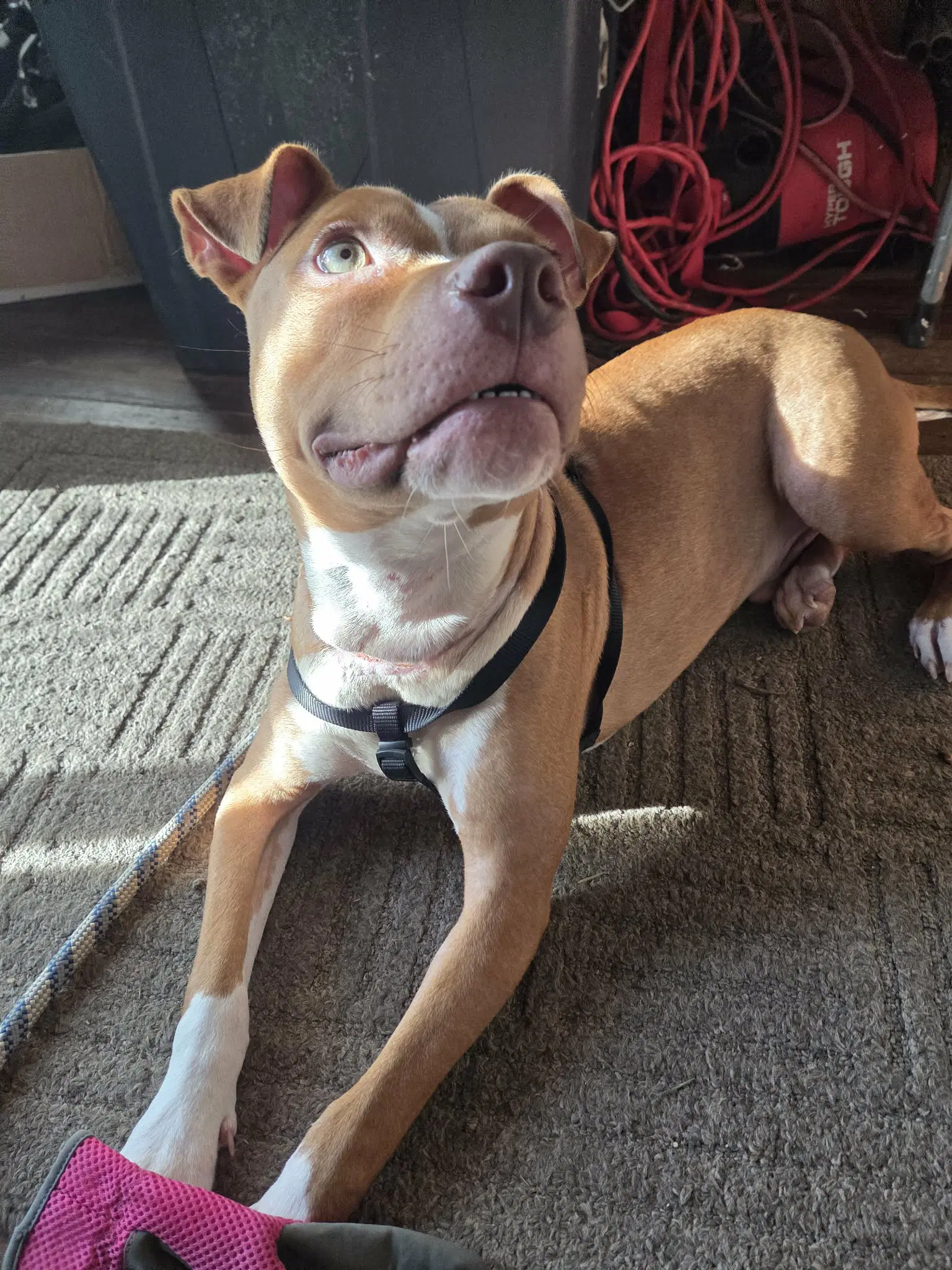 Charlie- Silly Sidekick - American Pit Bull Terrier