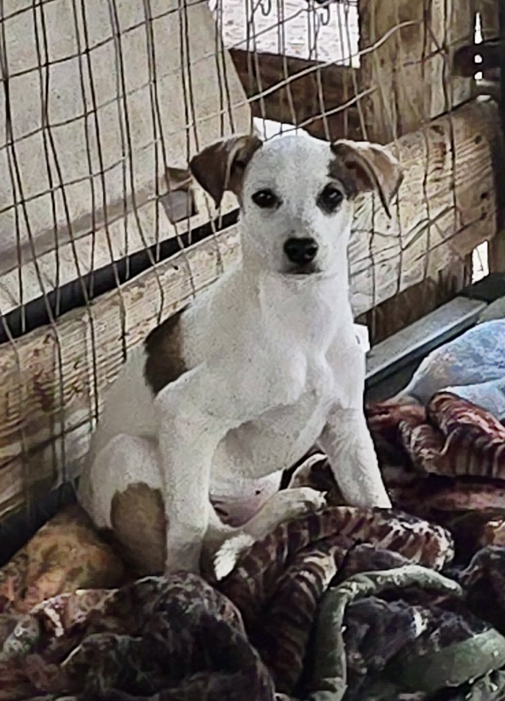 Flounder- sweet puppy