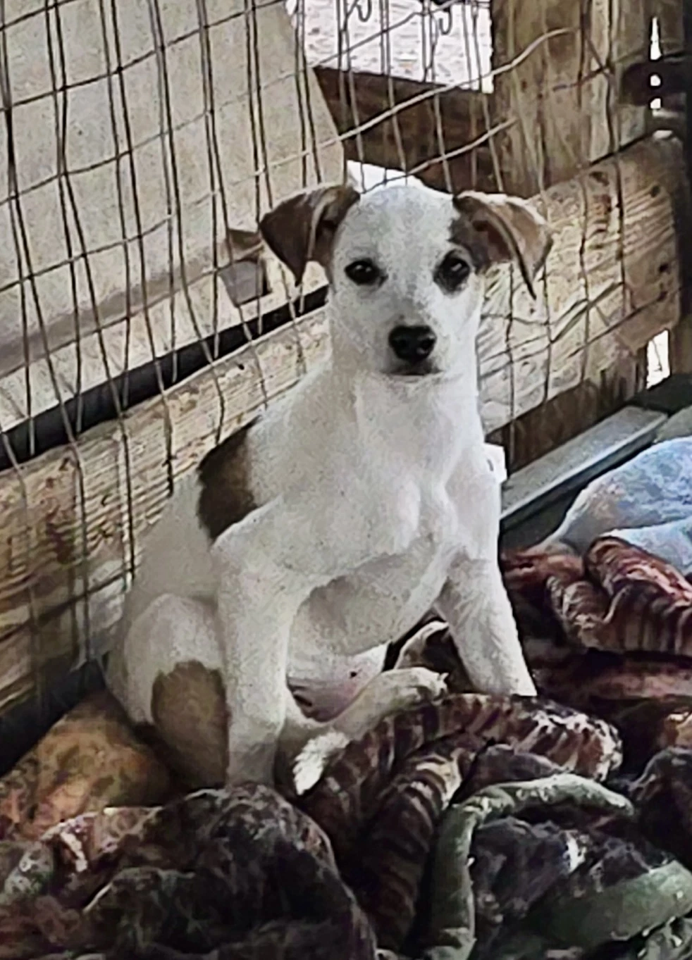 Flounder- Sweet Puppy