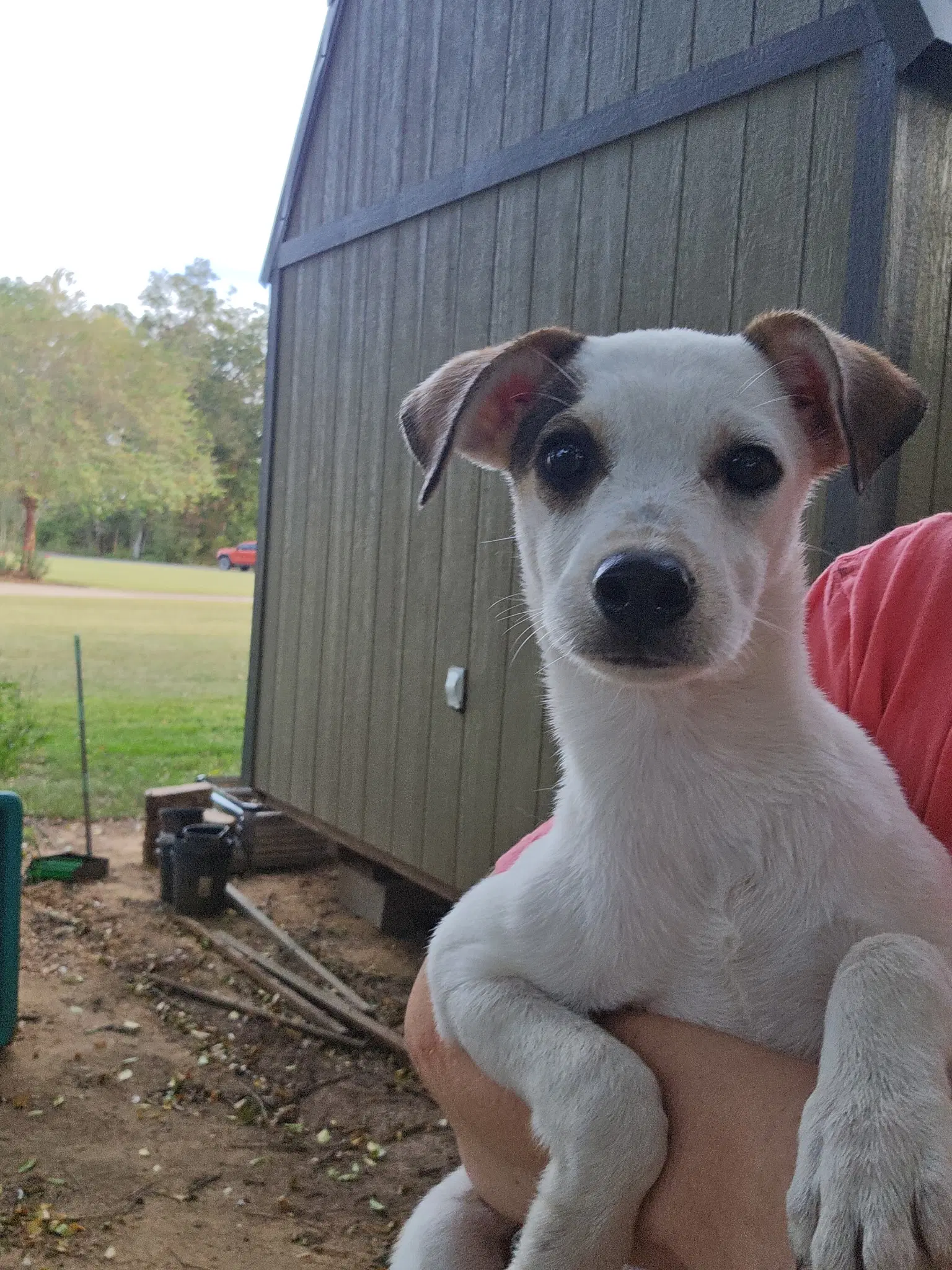 Flounder- Sweet Puppy image 2
