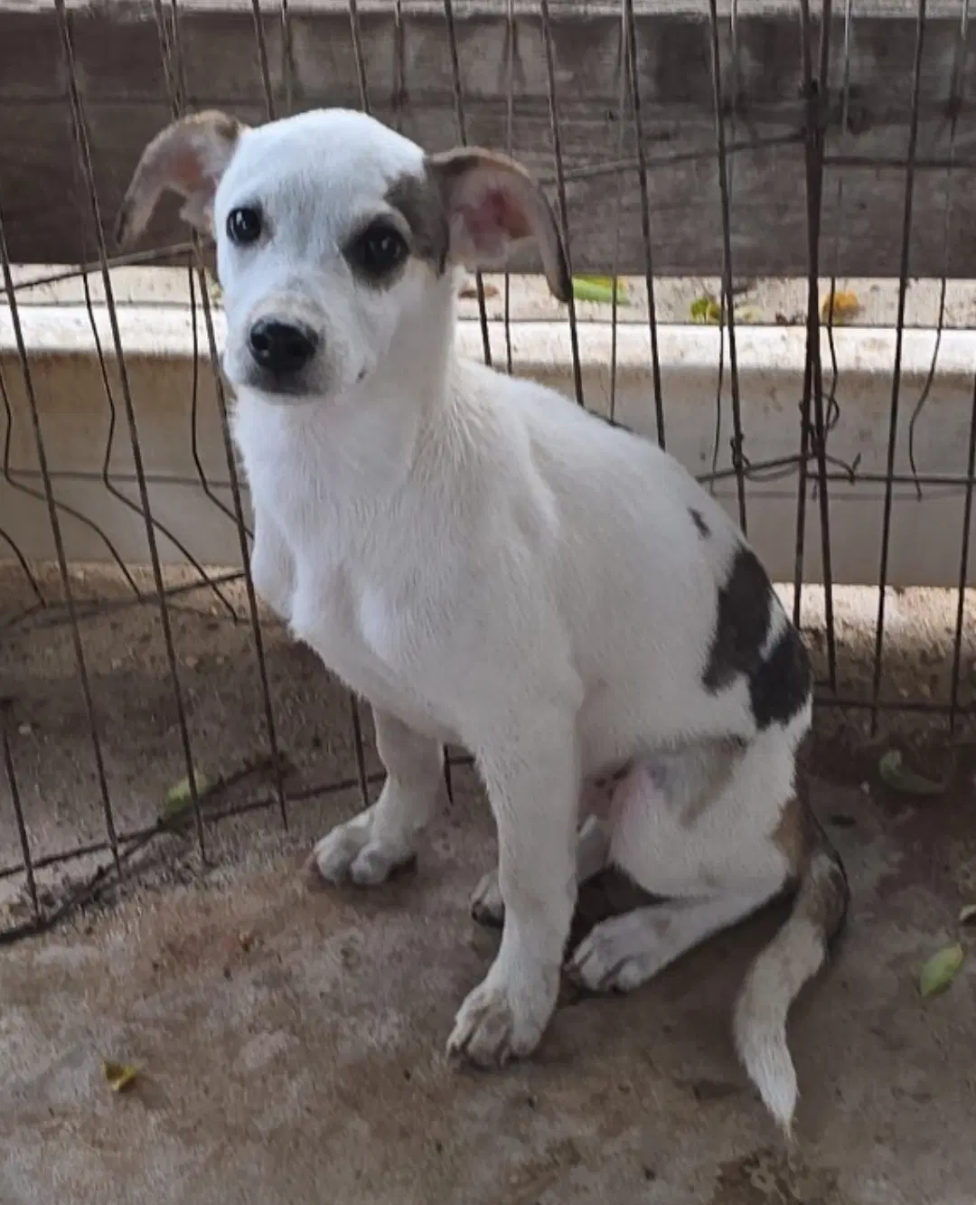 Flounder- Sweet Puppy image 3