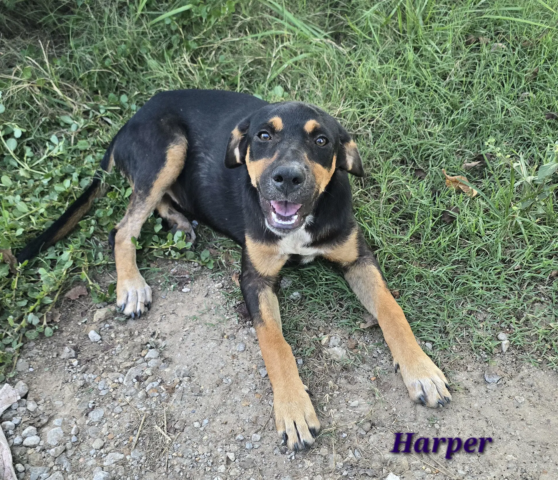 Harper- Affection Is My Love Language - Labrador Retriever