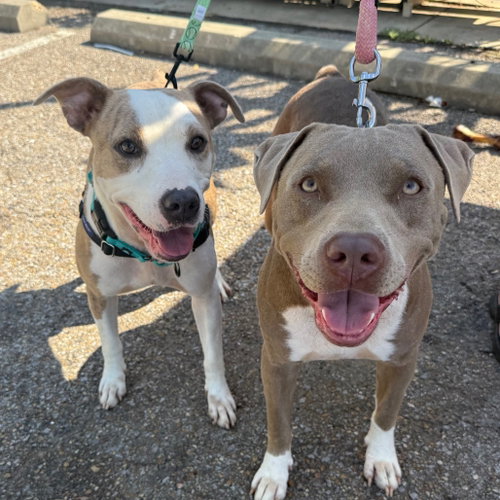 Scar and Bubba- bonded brothers, American Pit Bull Terrier / Mixed (short coat)