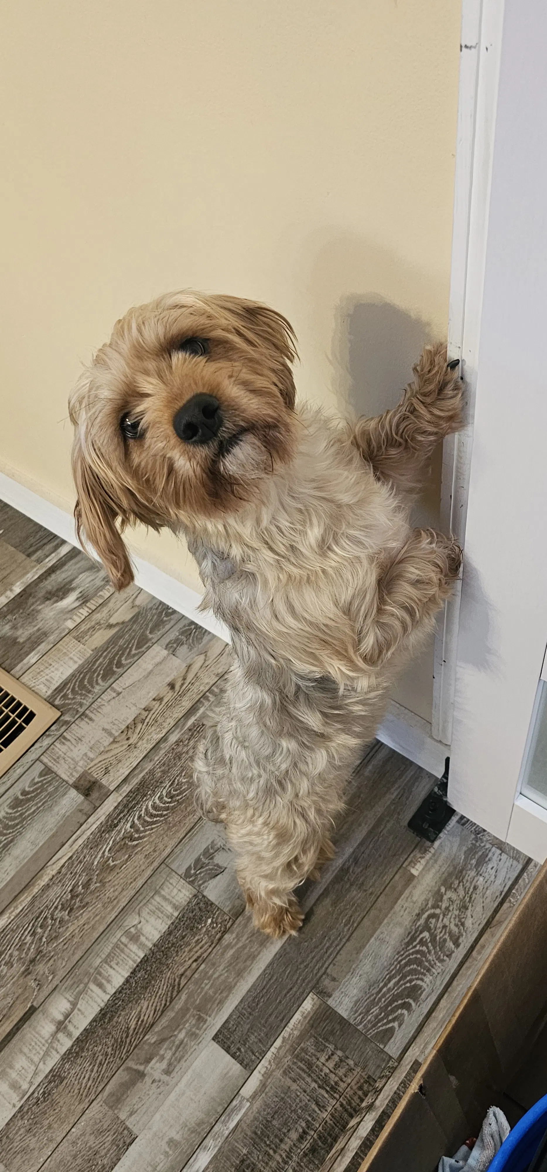 Max- Sweetshy Boy image 1