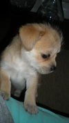 Lizzie