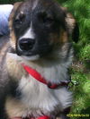 Foxie