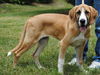 Samson