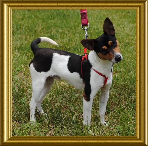 Sundance hot sale rat terriers