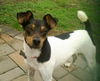 Alisha