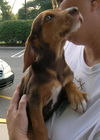 Romeo