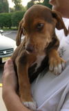 Romeo