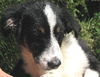 Holly