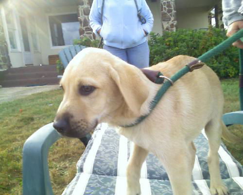 Sampson