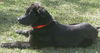 Casey