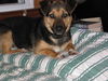 Jacko