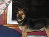 Jacko