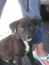Rocky the lab