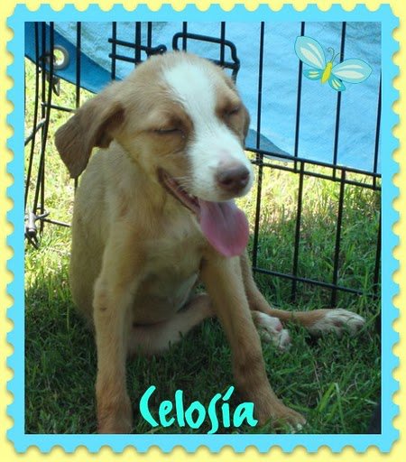 Celosia