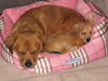 Lilly