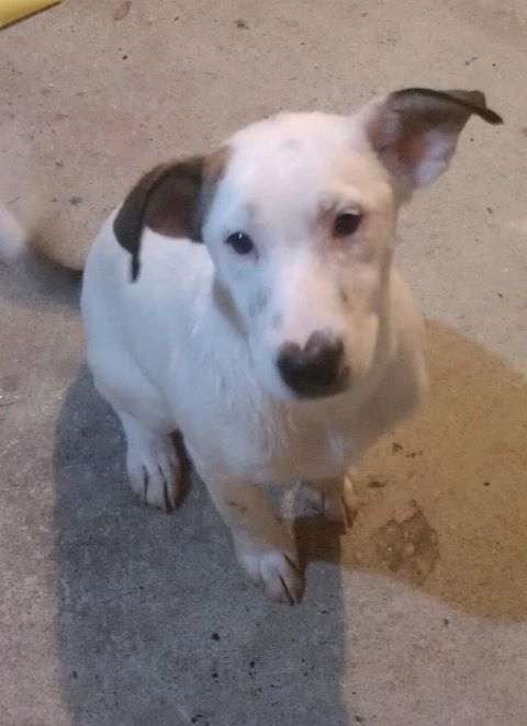 Ghost