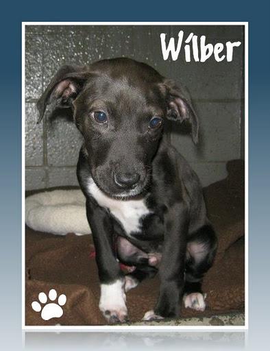 Wilber