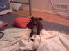 Wilber
