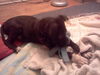 Wilber