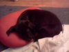 Wilber