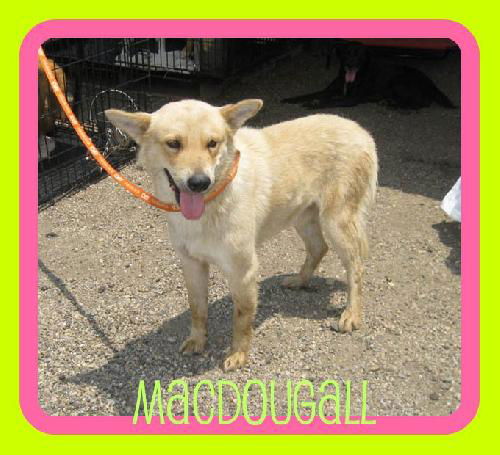 MacDougal