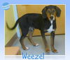 Weezel aka Buddy