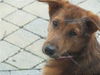 Samantha