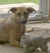 Geraldine aka Jelly Bean