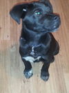 Sammy