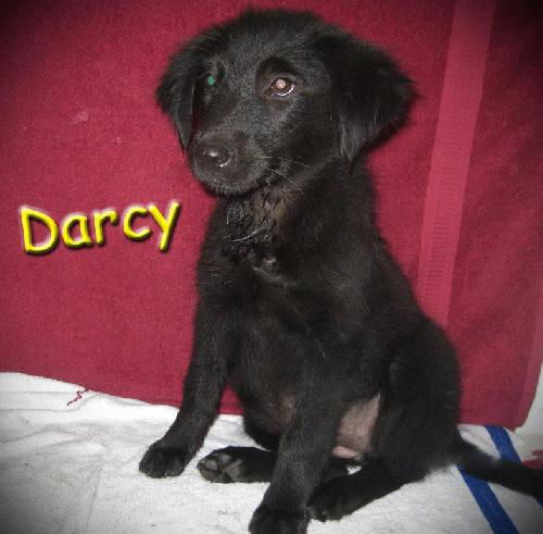 Darcy