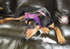 Sallie