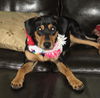 Sallie