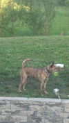 Macy