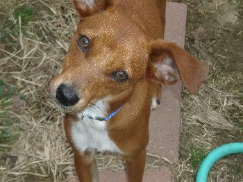 Pepito