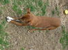 Pepito