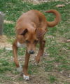 Pepito