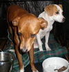 Pepito