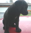 Finnigan