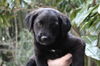 Finnigan