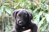 Finnigan