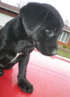 Foster