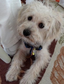 Sammy