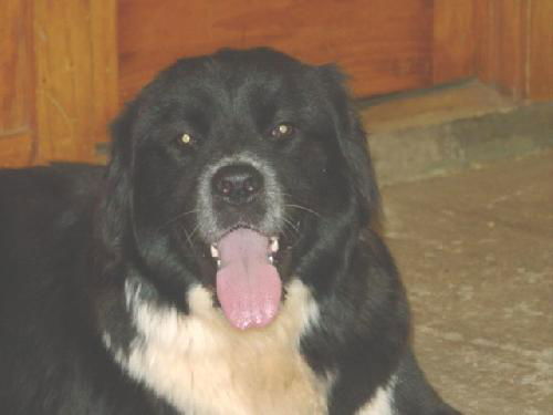 Fred(AKA Bear)
